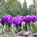 Crocus vernus 'Purpureus Grandiflorus'