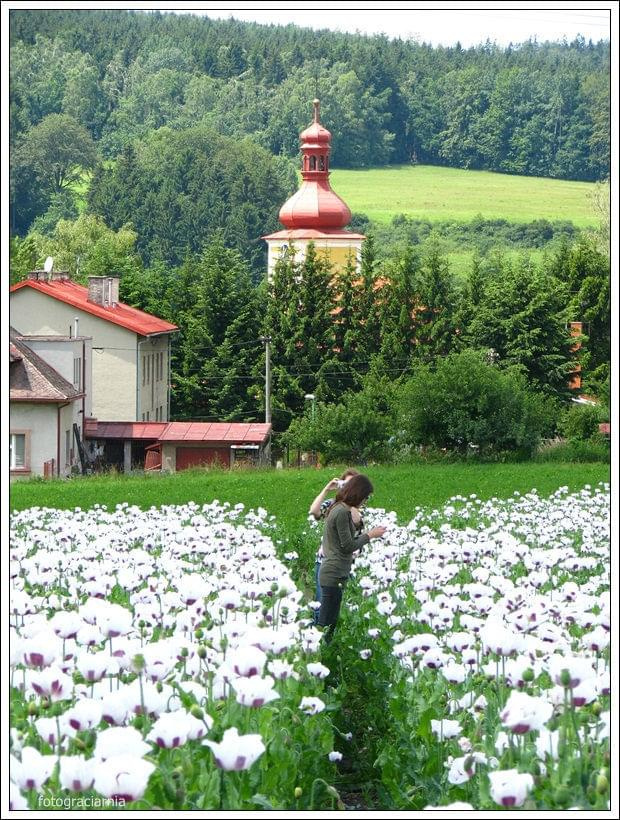 maki sobie legalnie rosną ...w Czechach