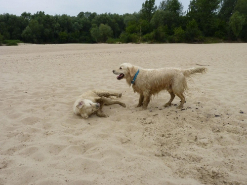 Brutus i Duffel, Wisła, czerwiec 2011