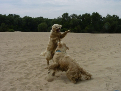 Brutus i Duffel, Wisła, czerwiec 2011