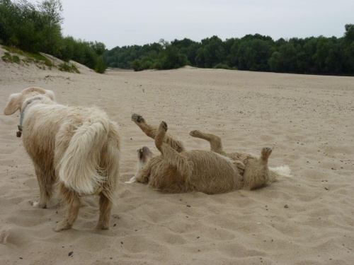 Brutus i Duffel, Wisła, czerwiec 2011