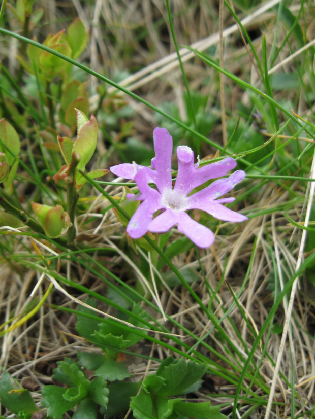 pierwiosnka maleńka