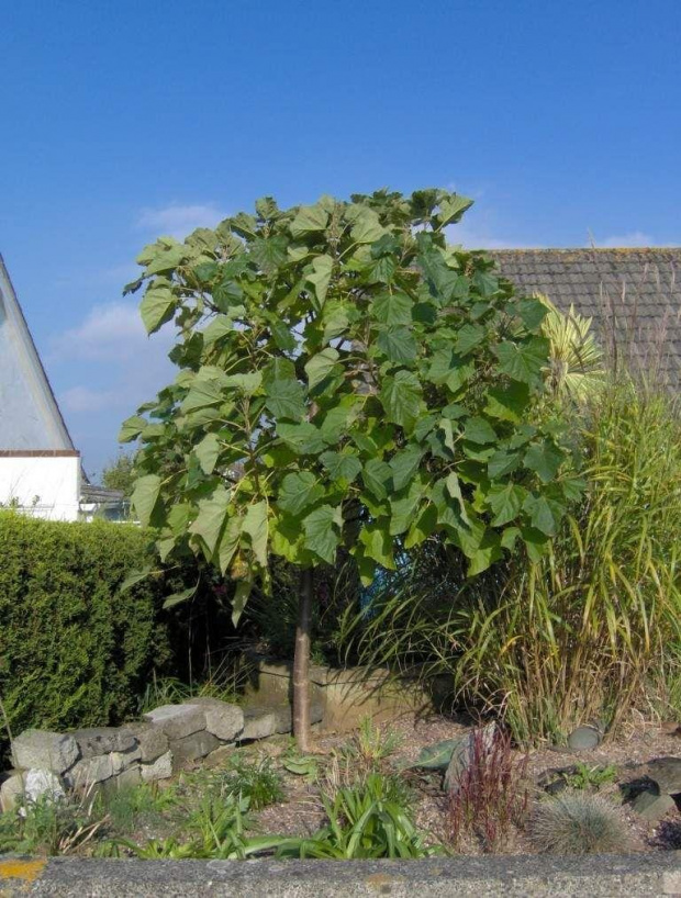 paulownia puszysta