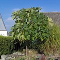 paulownia puszysta