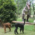 #dinozaur #alpaka #Rybnik #Rodzinny #Park #Atrakcji