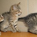 Koty do adopcji #koty #zwierzęta #psy #DoAdopcji #schronisko #schroniska #Gliwice #śląskie