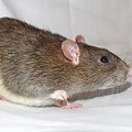 Sucharek #szczury #szczur #rat #rats