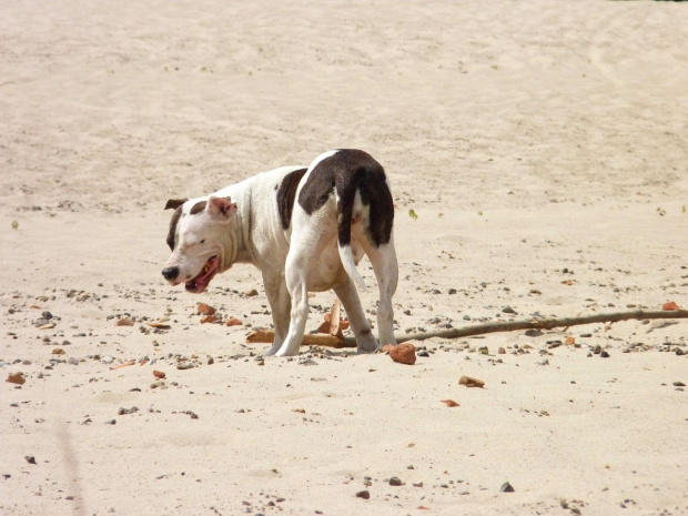 Lola, Wisła, czerwiec 2011