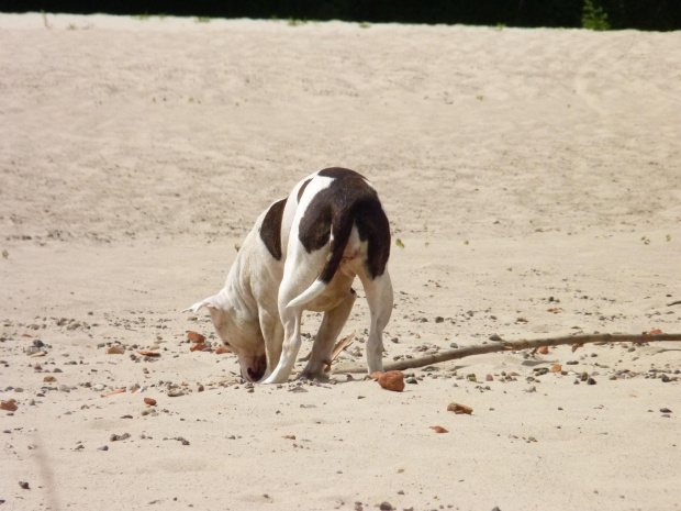 Lola, Wisła, czerwiec 2011