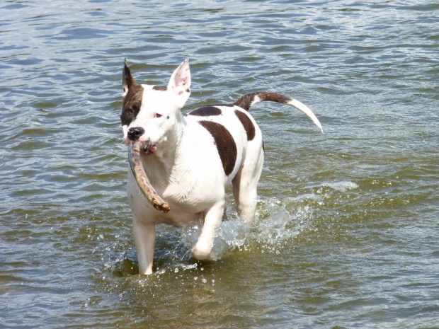 Lola, Wisła, czerwiec 2011