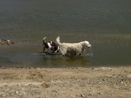 Brutus i Lola, Wisła, czerwiec 2011