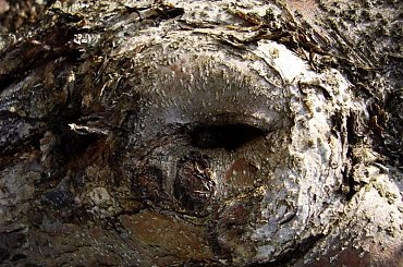 #drzewo #kora #natura #przyroda