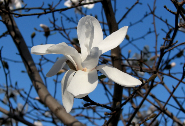 Anielsko pachnące gwiazdy,czyli magnolia gwiazdzista-biala #magnolia