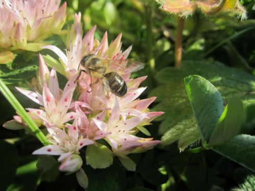 pszczółka na kwiatku