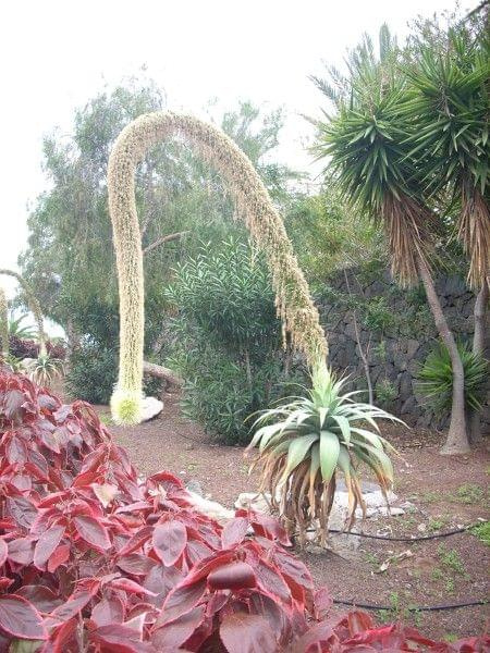 Teneryfa-egzotyczne rośliny