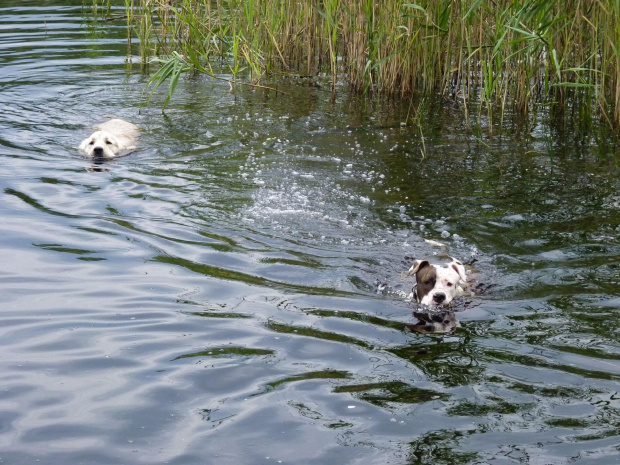 Lola i Brutus, Kruczek, lipiec 2011