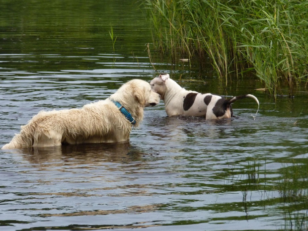 Brutus i Lola, Kruczek, lipiec 2011