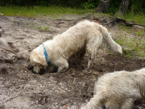 Brutus i Duffel, Kruczek, lipiec 2011