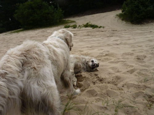 Brutus i Duffel, Kruczek, lipiec 2011