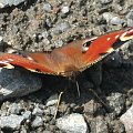 Rusałka pawik (Inachis io)gatunek motyla z rodziny rusałkowatych. Występuje w Azji i Europie po Japonię, w Polsce jest jednym z najbardziej pospolitych motyli.Długość ciała 35 mm, rozpiętość skrzydeł 50-55mm.Ma skrzydła ubarwione w intensywnie brązowo-...