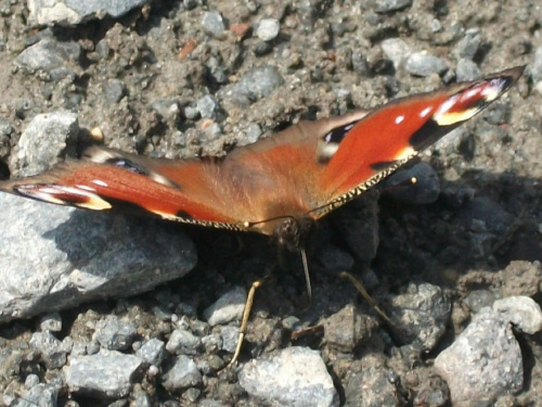 Rusałka pawik (Inachis io)gatunek motyla z rodziny rusałkowatych. Występuje w Azji i Europie po Japonię, w Polsce jest jednym z najbardziej pospolitych motyli.Długość ciała 35 mm, rozpiętość skrzydeł 50-55mm.Ma skrzydła ubarwione w intensywnie brązowo-...