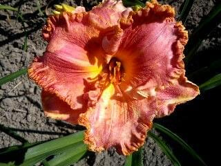Lori Goldstone