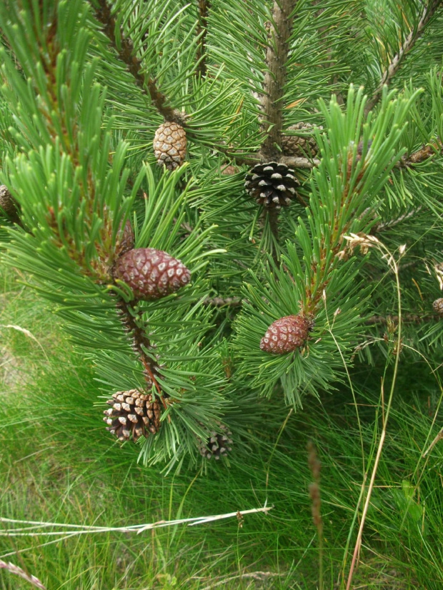 Gatunek pod ochroną.Kosodrzewina (sosna górska, kosówka właściwa) (Pinus mugo Turra) gatunek drzewa (lub krzewu) iglastego z rodzaju sosna (Pinus) należący do rodziny sosnowatych (Pinaceae). Występuje na terenach pasm górskich Europy Środkowej i Połudn...